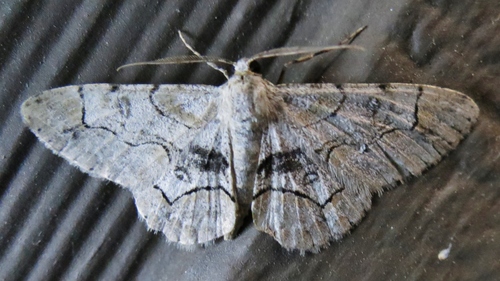 Bent-line Gray