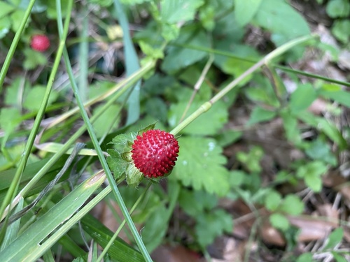 nátržník indický (Potentilla indica)