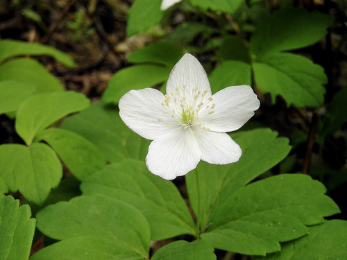 Anemone udensis