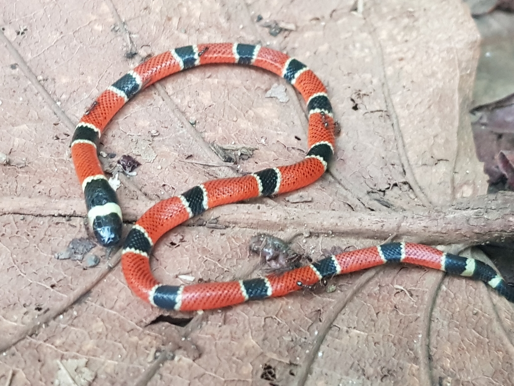 Central American Coralsnake From Playa Costa Rica On June 27 2018 At 05 49 PM By Sean Rhodes