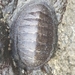 Stokes's Chiton - Photo (c) Sean Rhodes, all rights reserved, uploaded by Sean Rhodes