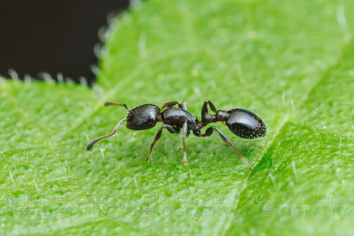 Temnothorax obturatorTemnothorax obturator