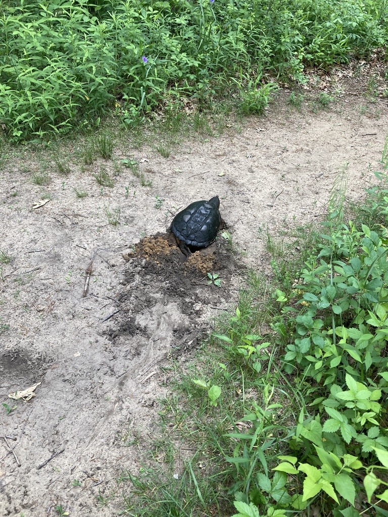 Snapping Turtle Indiana Common Snapping Turtle from Indiana Dunes National Park, Dune Acres, IN ...