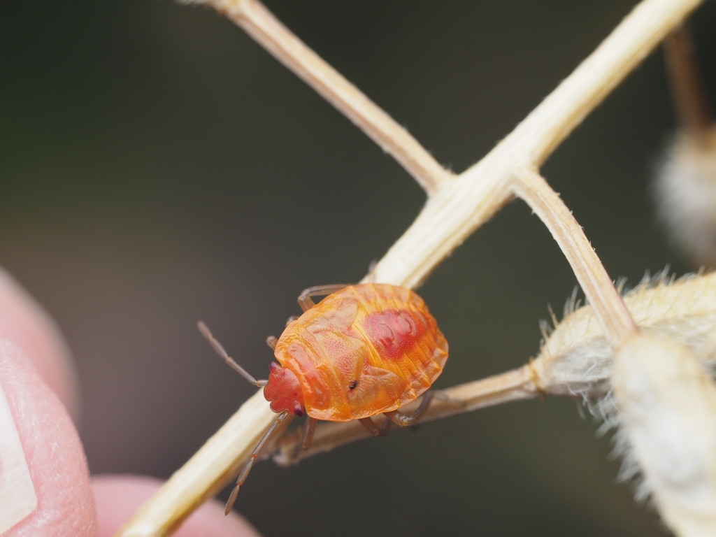 Cabbage Bugs, Caper Bugs and Allies from Palea Fokea, Greece on June 12