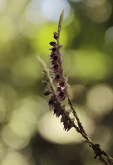 Platystele densiflora image
