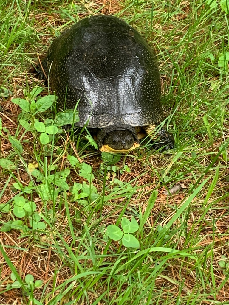 Blanding's Turtle in June 2022 by alshaw. Was walking through the long ...