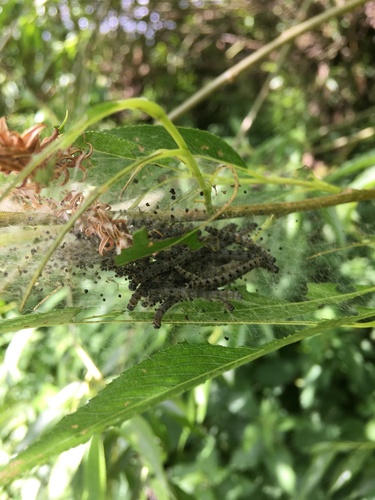 Willow Ermine