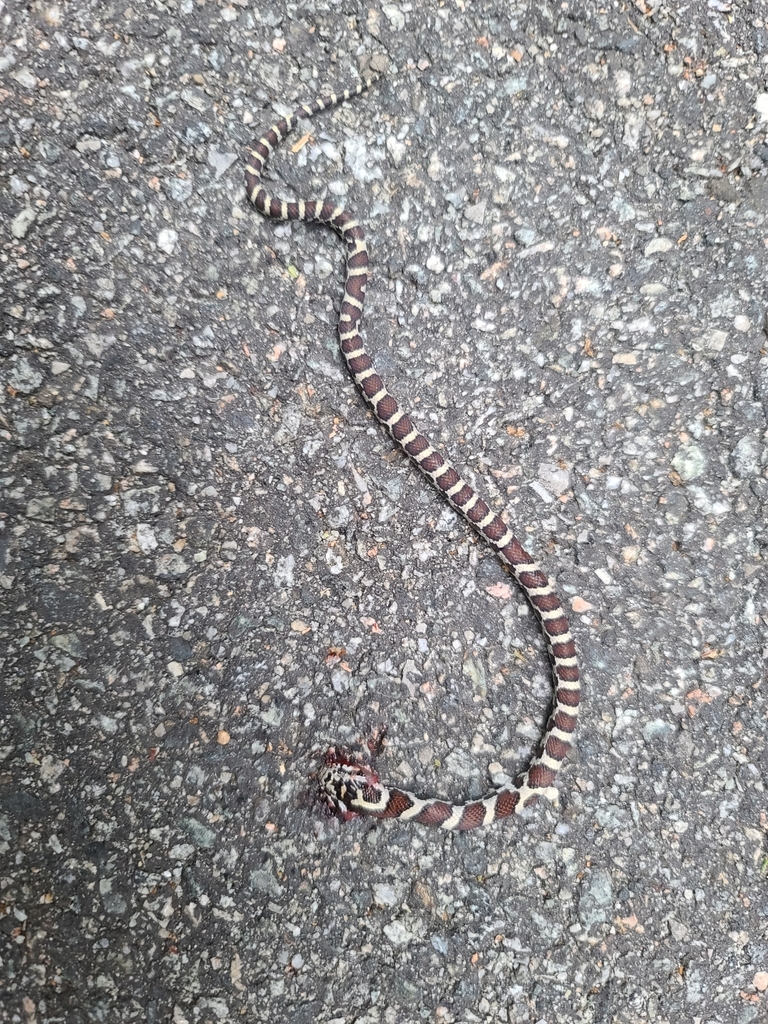 Eastern Milksnake from Wappinger, NY, USA on June 12, 2022 at 06:36 PM ...