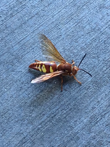 【有名人芸能人】 Cicada-killer Western Wasp iNaturalist · grandis) (Sphecius ウェア