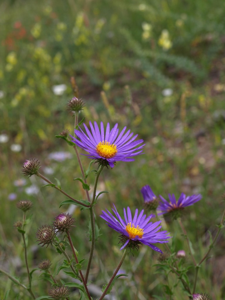 New England aster from Chama, NM 87520, USA on August 16, 2010 at 11:55 ...