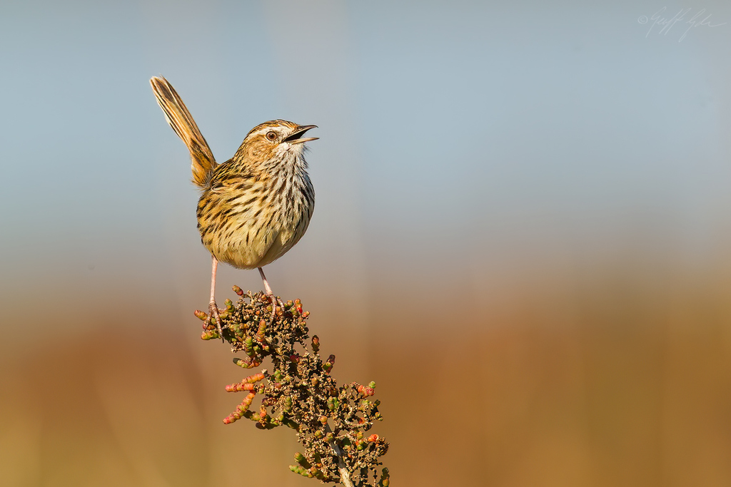 Striated Fieldwren (Calamanthus fuliginosus) photo