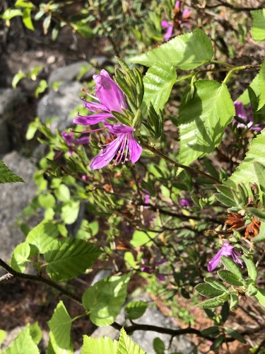 Rhododendron canadense iNaturalist observation