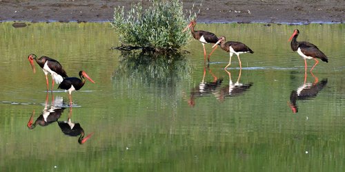 Black Stork