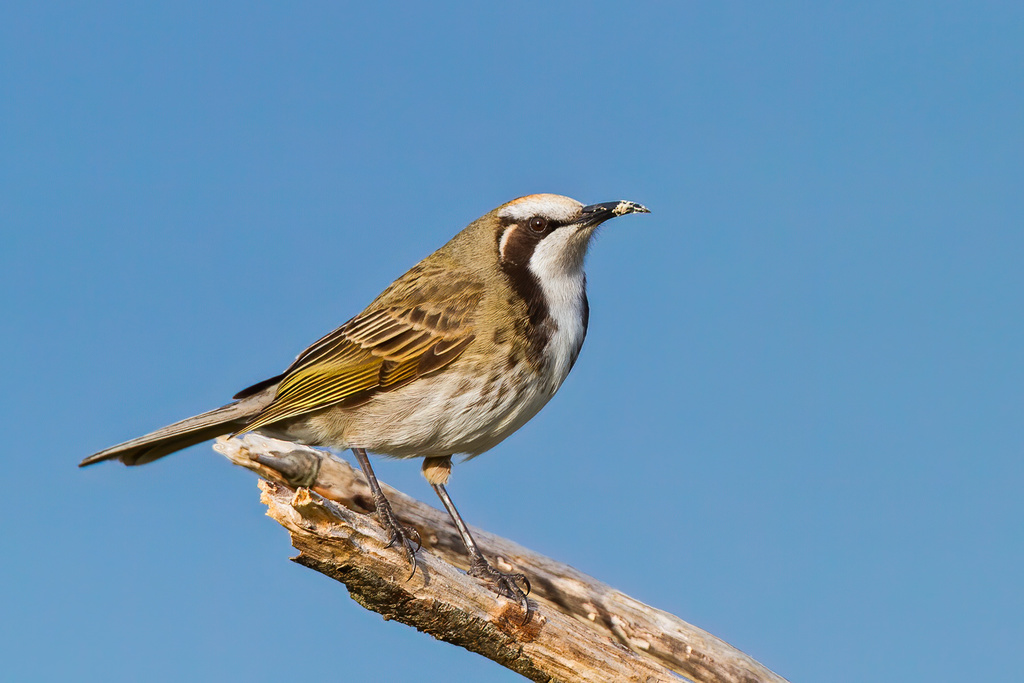 Tawny-crowned Honeyeater photo