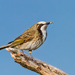 Gliciphila Honeyeaters - Photo (c) Geoff Gates, all rights reserved, uploaded by Geoff Gates