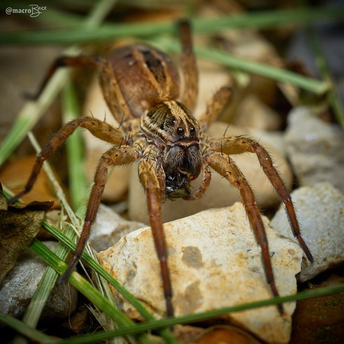 lance wolf spider
