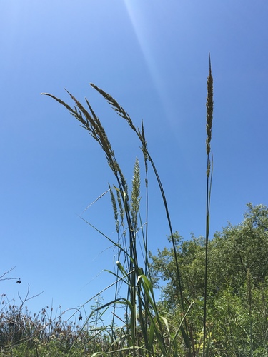 iNaturalist observation photo of giant wild rye