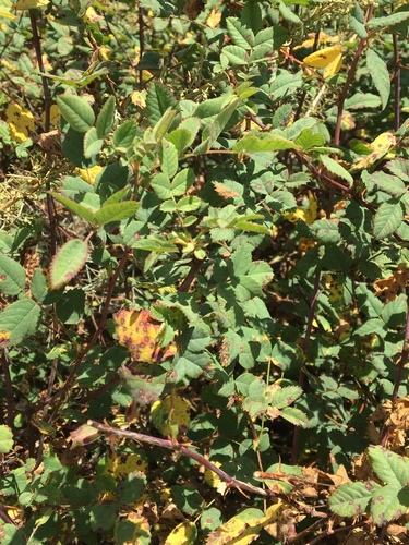 iNaturalist observation photo of California Wild Rose