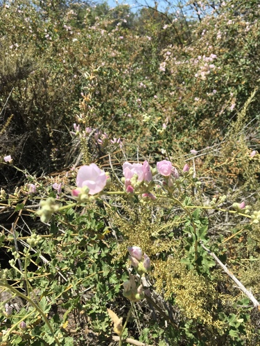 iNaturalist observation photo of southern coastal bushmallow