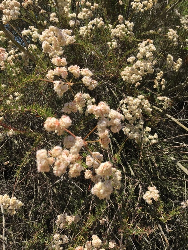 iNaturalist observation photo of California Buckwheat
