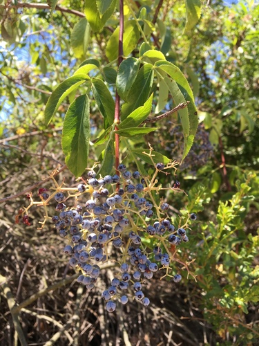 iNaturalist observation photo of blue elder