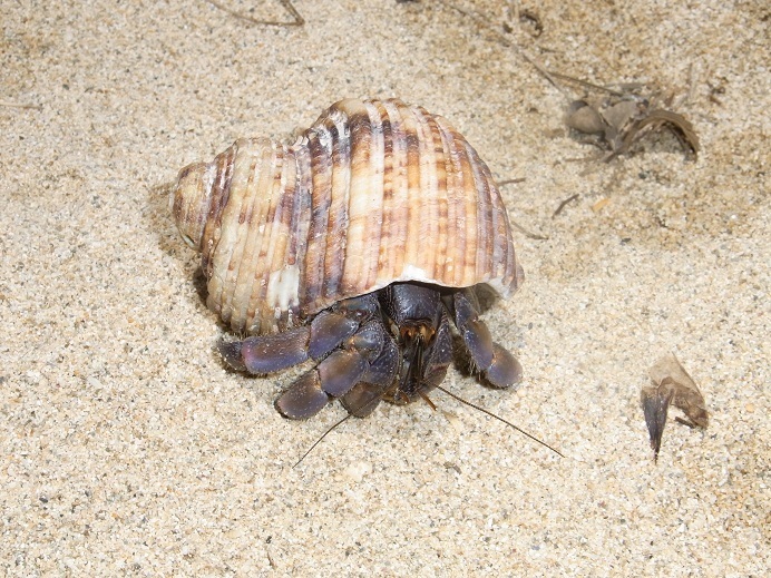 Blueberry Hermit Crab in June 2011 by T. Yoshida · iNaturalist