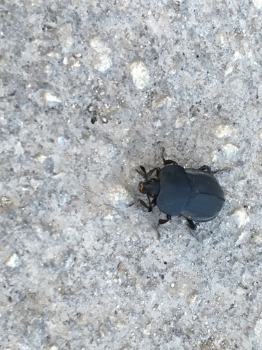 Typical Obscure Carrion Beetle (Subspecies Silpha obscura obscura ...