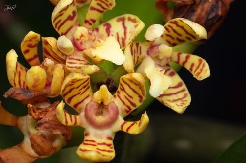 Genus Acampe · iNaturalist