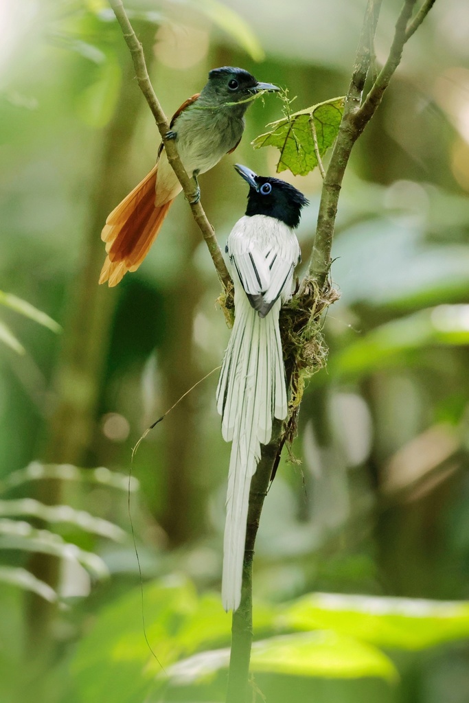 Blyth's Paradise-Flycatcher (Terpsiphone affinis) photo