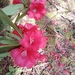 Rhododendron succothii - Photo (c) DORJI TSHEWANG, all rights reserved, uploaded by DORJI TSHEWANG