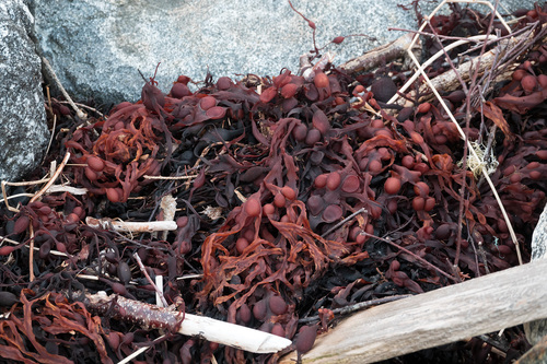 Fucus vesiculosus