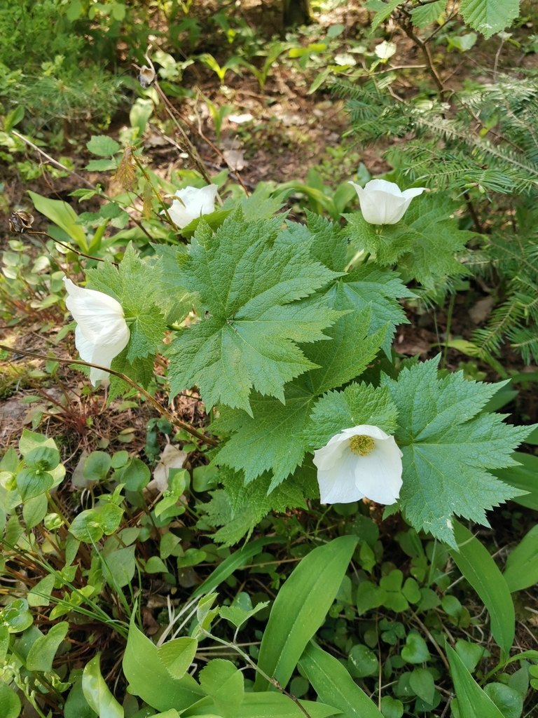 Japanese Wood Poppy from 47200 Kouvola, Suomi on May 24, 2021 at 0418