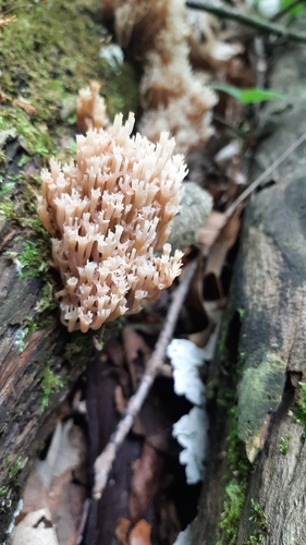 crown-tipped coral fungus