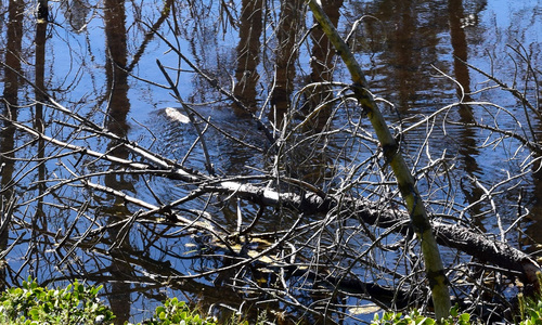 iNaturalist observation photo of American Beaver