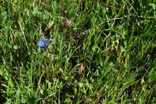 iNaturalist observation photo of Blues