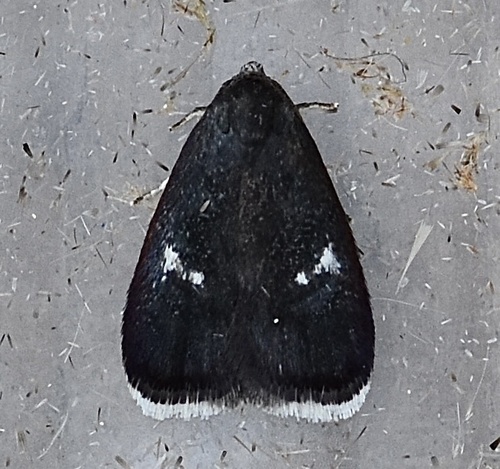 Menesta tortriciformella