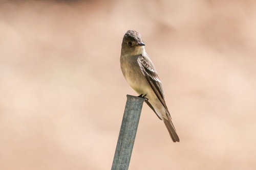 iNaturalist observation photo of Western Wood-Pewee