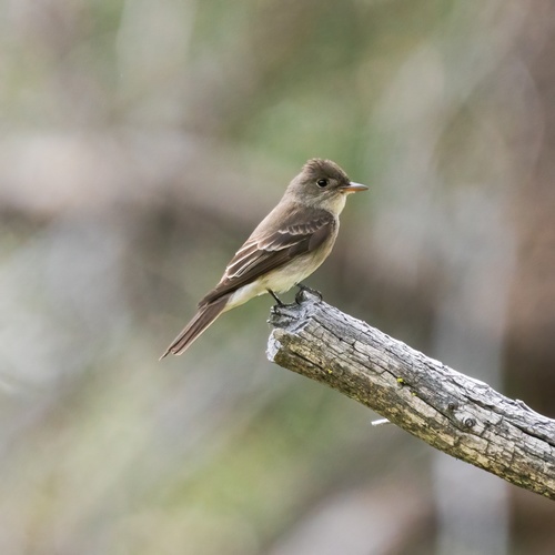 iNaturalist observation photo of Western Wood-Pewee