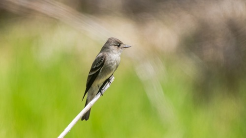 iNaturalist observation photo of Western Wood-Pewee