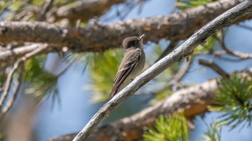 iNaturalist observation photo of Western Wood-Pewee