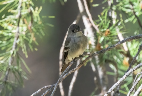 iNaturalist observation photo of Western Wood-Pewee