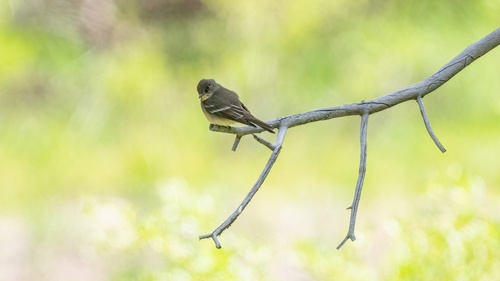 iNaturalist observation photo of Western Wood-Pewee