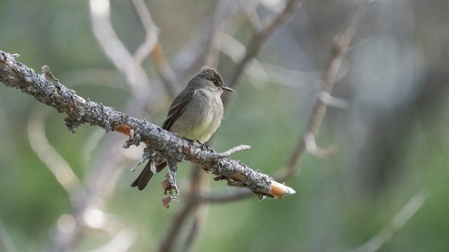 iNaturalist observation photo of Western Wood-Pewee