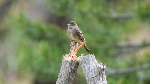 iNaturalist observation photo of Western Wood-Pewee
