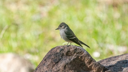 iNaturalist observation photo of Western Wood-Pewee