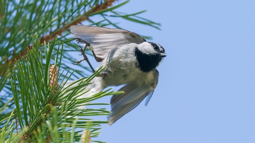 iNaturalist observation photo of Mountain Chickadee