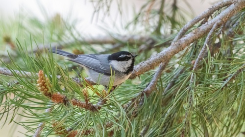 iNaturalist observation photo of Mountain Chickadee
