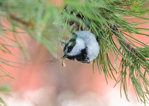 iNaturalist observation photo of Mountain Chickadee