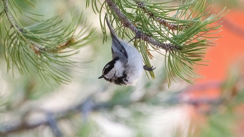 iNaturalist observation photo of Mountain Chickadee