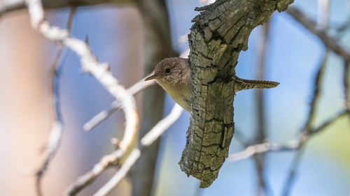 iNaturalist observation photo of Northern House Wren